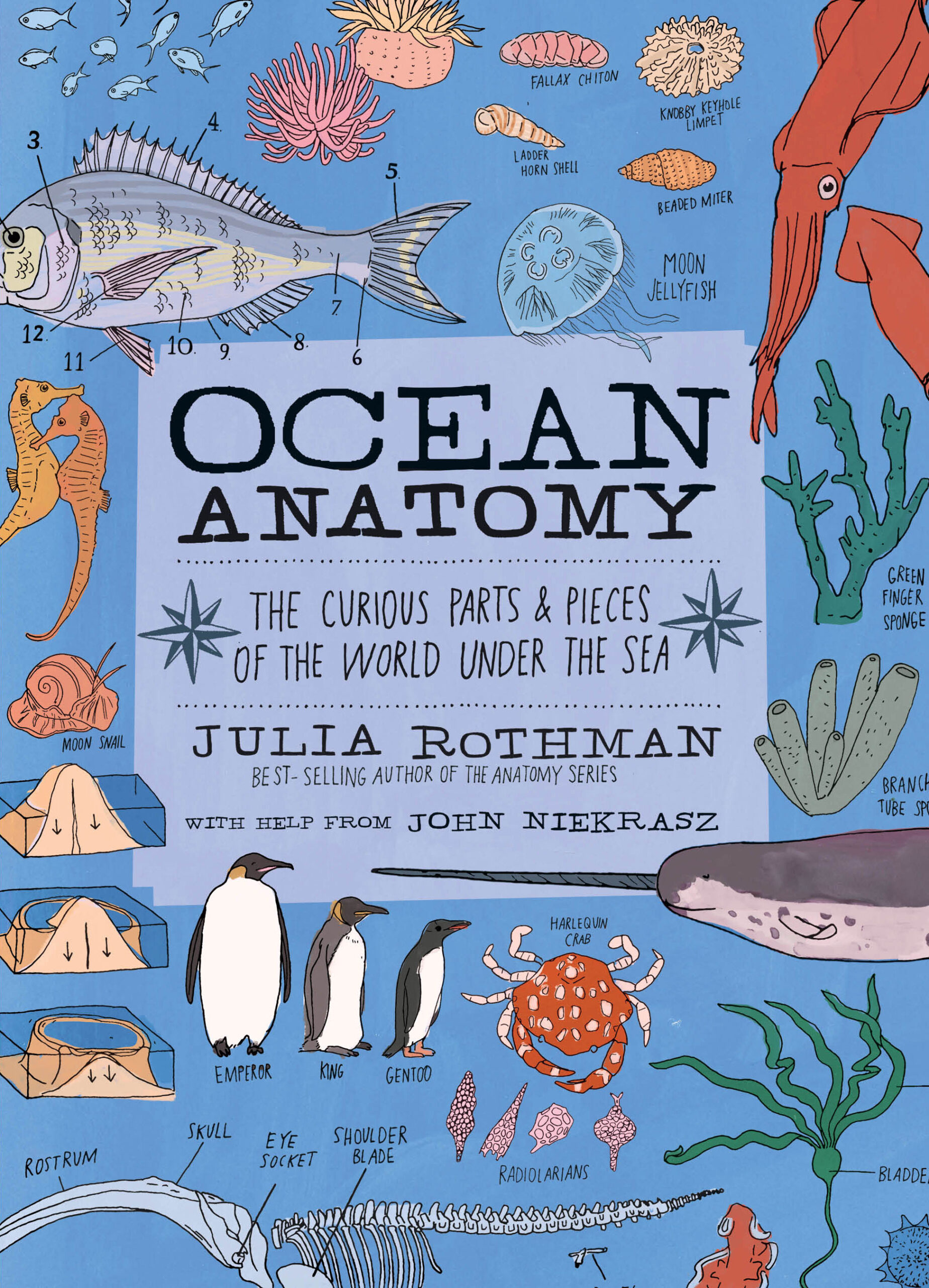 Ocean Anatomy By Julia Rothman